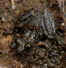 Litoria meiriana