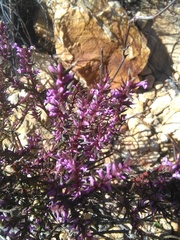 Muraltia juniperifolia