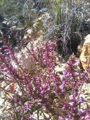 Muraltia juniperifolia