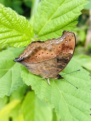 Precis milonia milonia