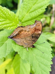 Precis milonia milonia