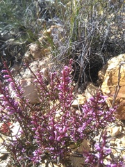 Muraltia juniperifolia