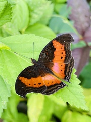 Precis milonia milonia