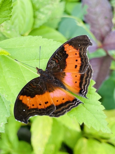 Subspecies Precis milonia milonia · iNaturalist