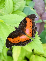 Precis milonia milonia