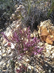 Muraltia juniperifolia