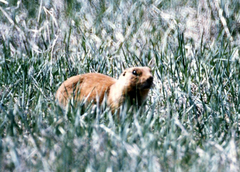 Cynomys parvidens