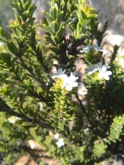 Euchaetis