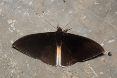 Lygniodes endoleucus