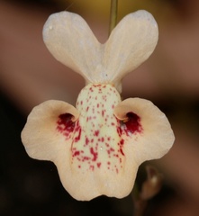 Utricularia fulva