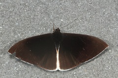 Lygniodes endoleucus