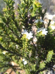 Euchaetis