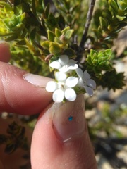 Euchaetis