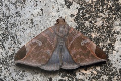 Pindara illibata