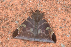 Pindara illibata