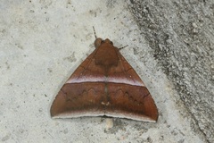 Parallelia calefaciens