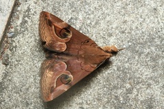 Ommatophora luminosa