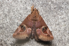 Ommatophora luminosa