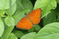 Ariadne specularia