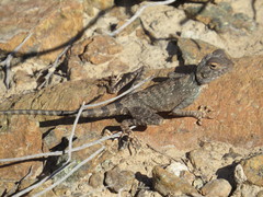 Pseudotrapelus jensvindumi