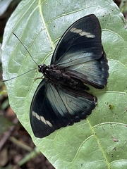 Euphaedra preussi preussi