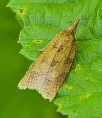 Sparganothis pilleriana