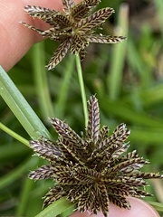 Cyperus sanguinolentus