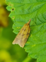 Sparganothis pilleriana