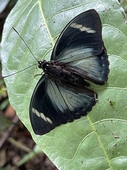 Euphaedra preussi preussi