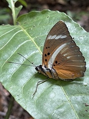 Euphaedra preussi preussi