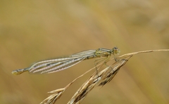 Enallagma cyathigerum