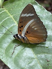 Euphaedra preussi preussi