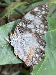 Cymothoe beckeri beckeri