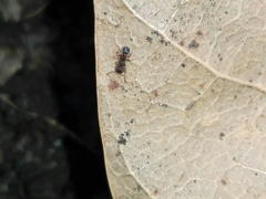 Tetramorium walshi