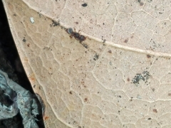 Tetramorium walshi
