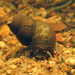 River Snails - Photo (c) H.T.Cheng, some rights reserved (CC BY-NC)