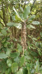 Garrya elliptica