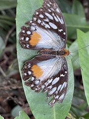 Cymothoe beckeri beckeri