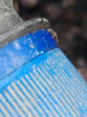 Tetramorium walshi