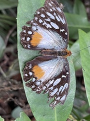 Cymothoe beckeri beckeri