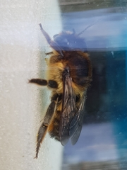 Megachile maritima