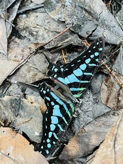 Graphium policenes