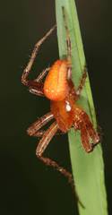 Araneus alsine