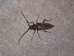 Enaphalodes hispicornis