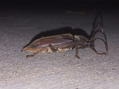 Enaphalodes hispicornis