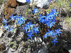 Gentiana brachyphylla brachyphylla