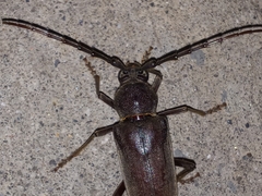 Enaphalodes hispicornis