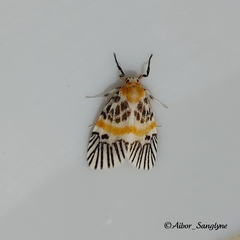 Indiania eccentropis