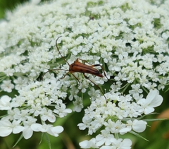 Stenurella septempunctata