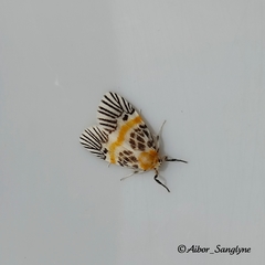 Indiania eccentropis